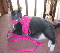 Oscar in suede harness