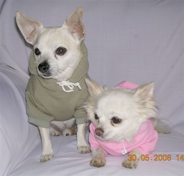 Bobby and Bloss hoodies