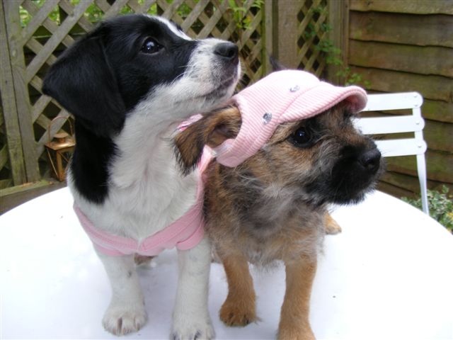Molly in Rhinestone Cap