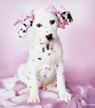 Dalmation greetings card