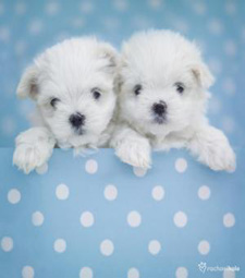 Cute puppies sticky notes