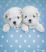 Cute puppies sticky notes