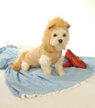 Lion Costume