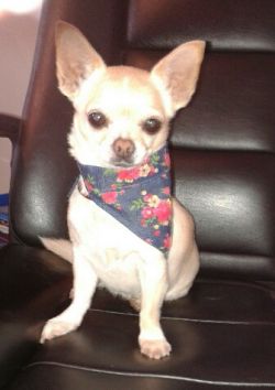 Bandana