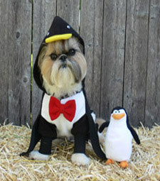 Penguin Suit