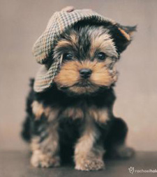 Yorkie Pup Greetings card