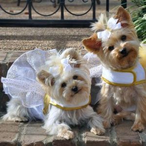Fairy Costume